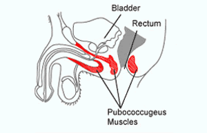 Male Health And Chinese Medicine Pelvic Floor Muscle