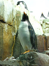 Penguin at the Biodome in Montreal