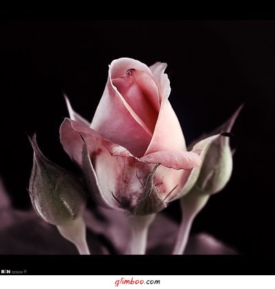 [rose+roze.jpg]
