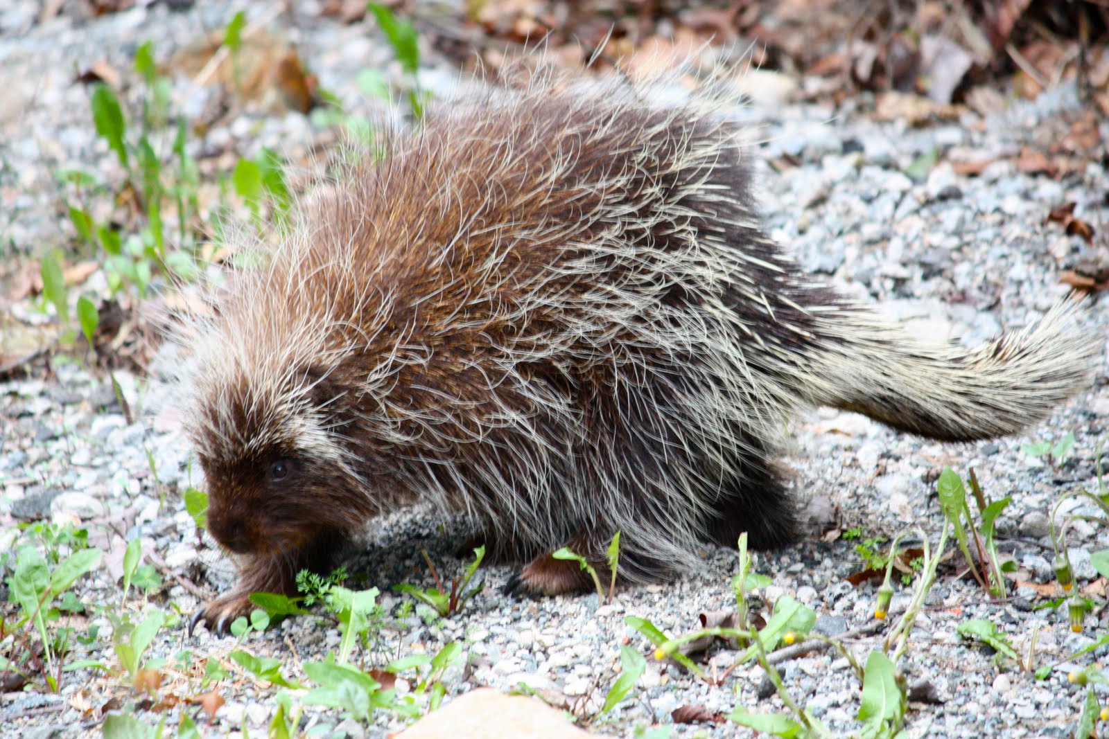 murmuring trees: New Jersey Porcupine