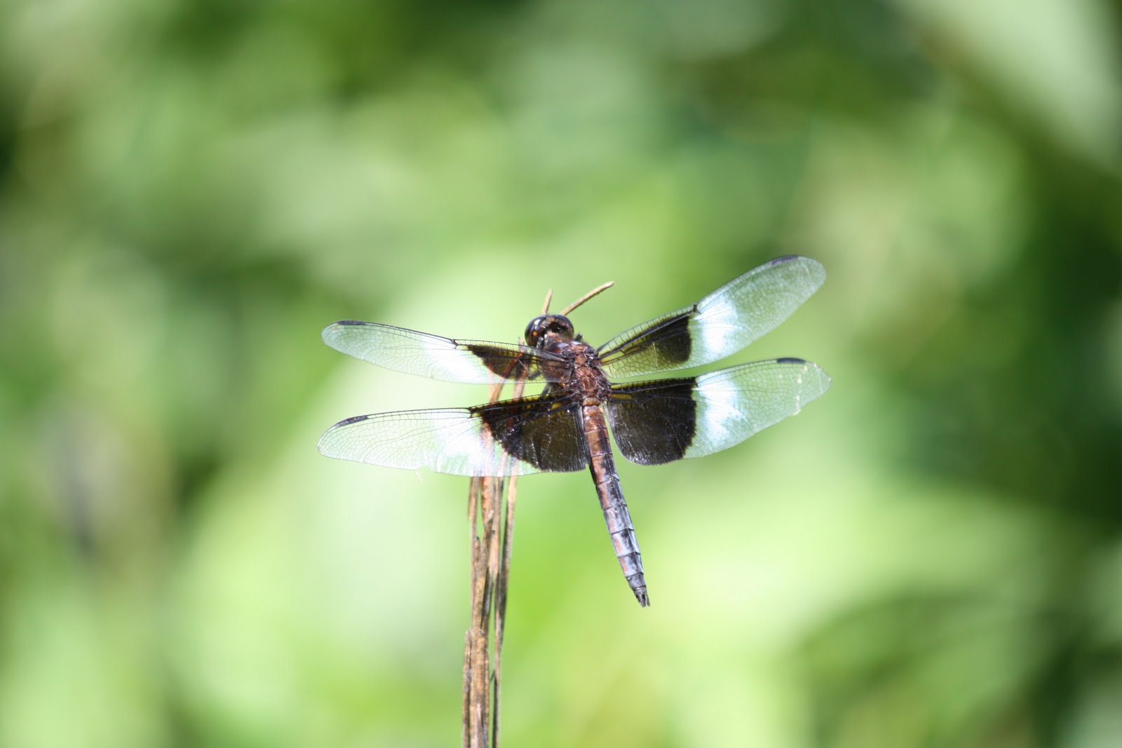 murmuring trees dragonfly summer murmuring trees dragonfly summer