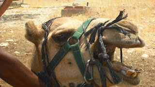 Camel face jerusalem