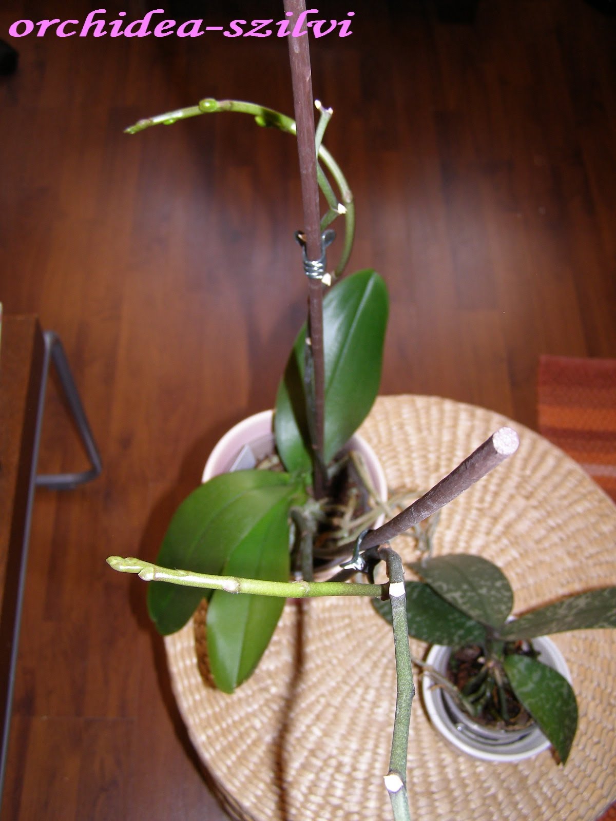 [P3140162.JPG]