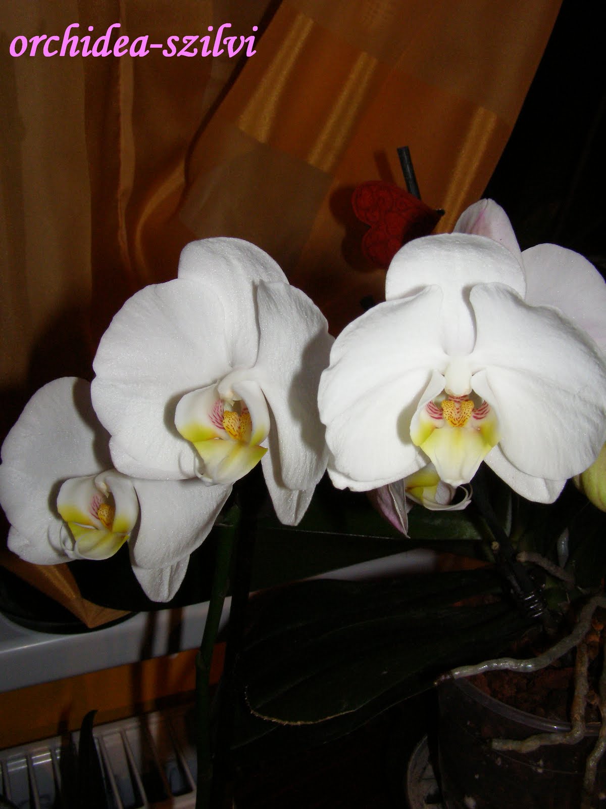 [csónak+orchidea7.JPG]