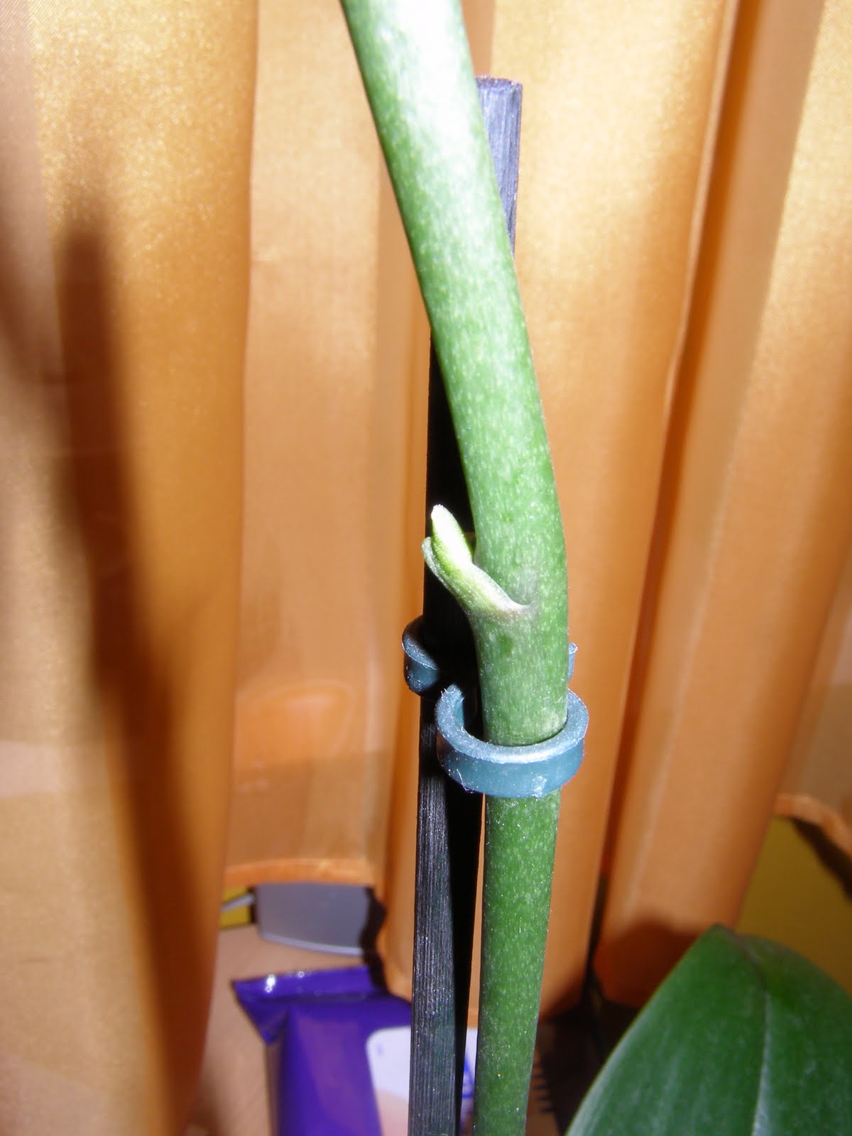 [PC060651.JPG]