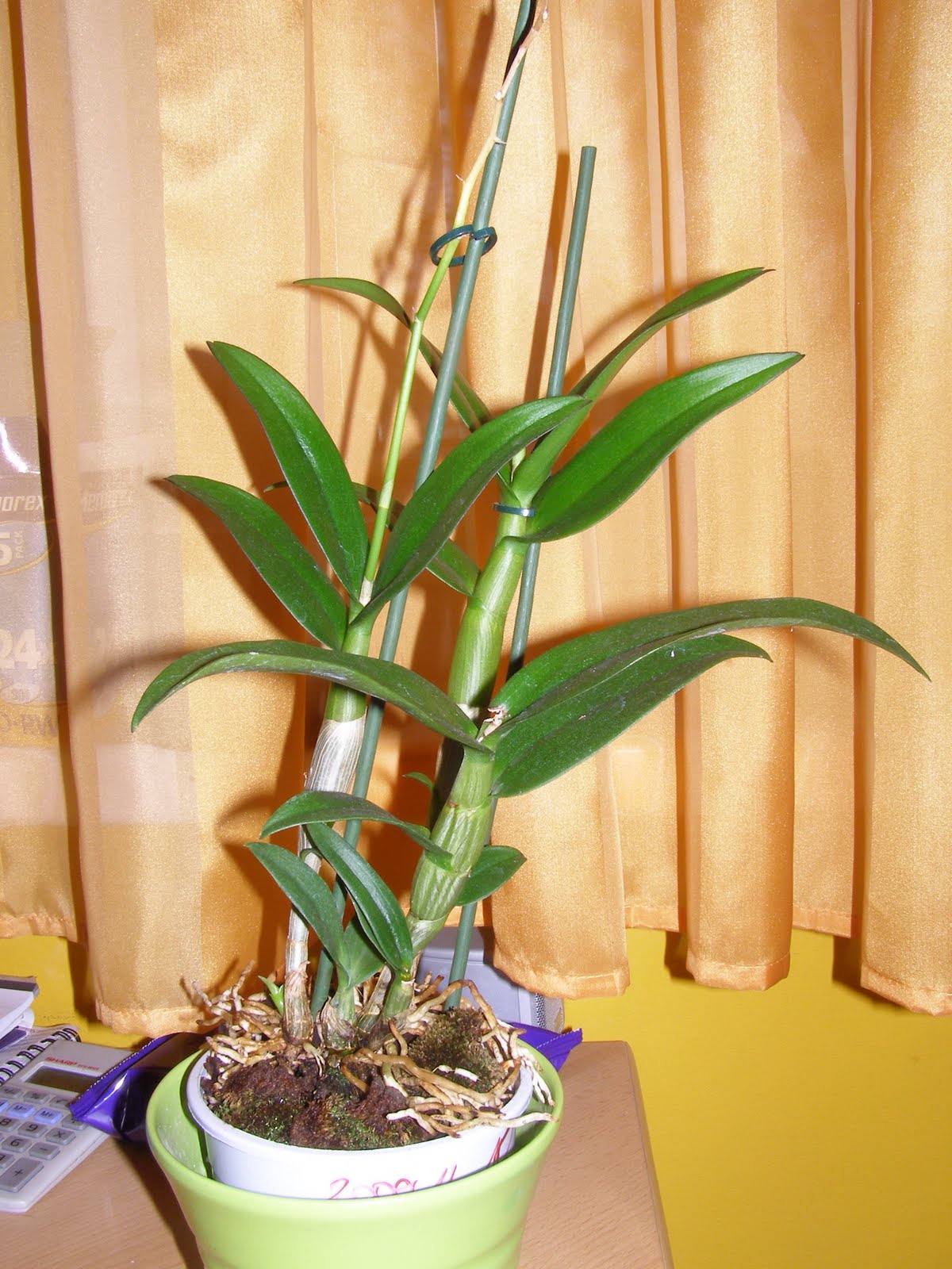 [PC150679.JPG]