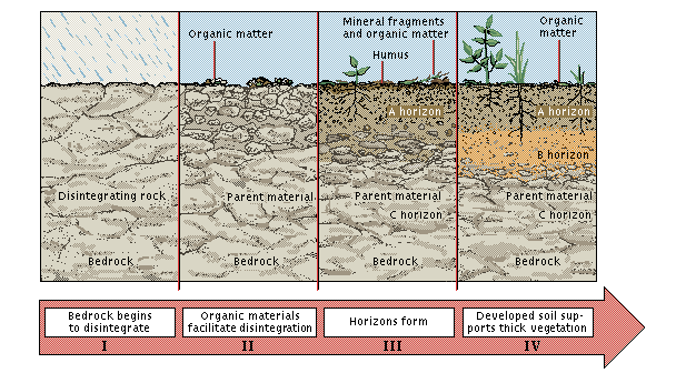 the different components of all soils. Homework: Finish your Rocks and 