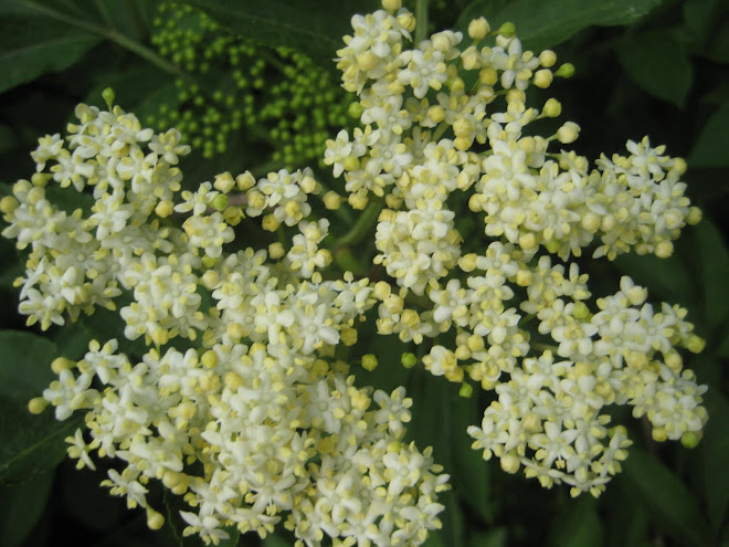 Flor del Soguer