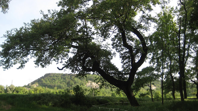 Roure del Puig