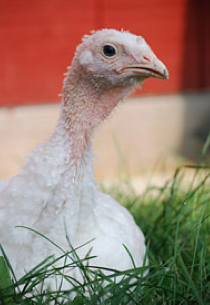 Vegan Crunk: Pardon a Turkey ... For Real