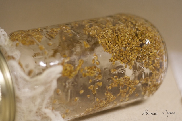 [Alfalfa+Sprouts+Day+1+2009-04-10.jpg]