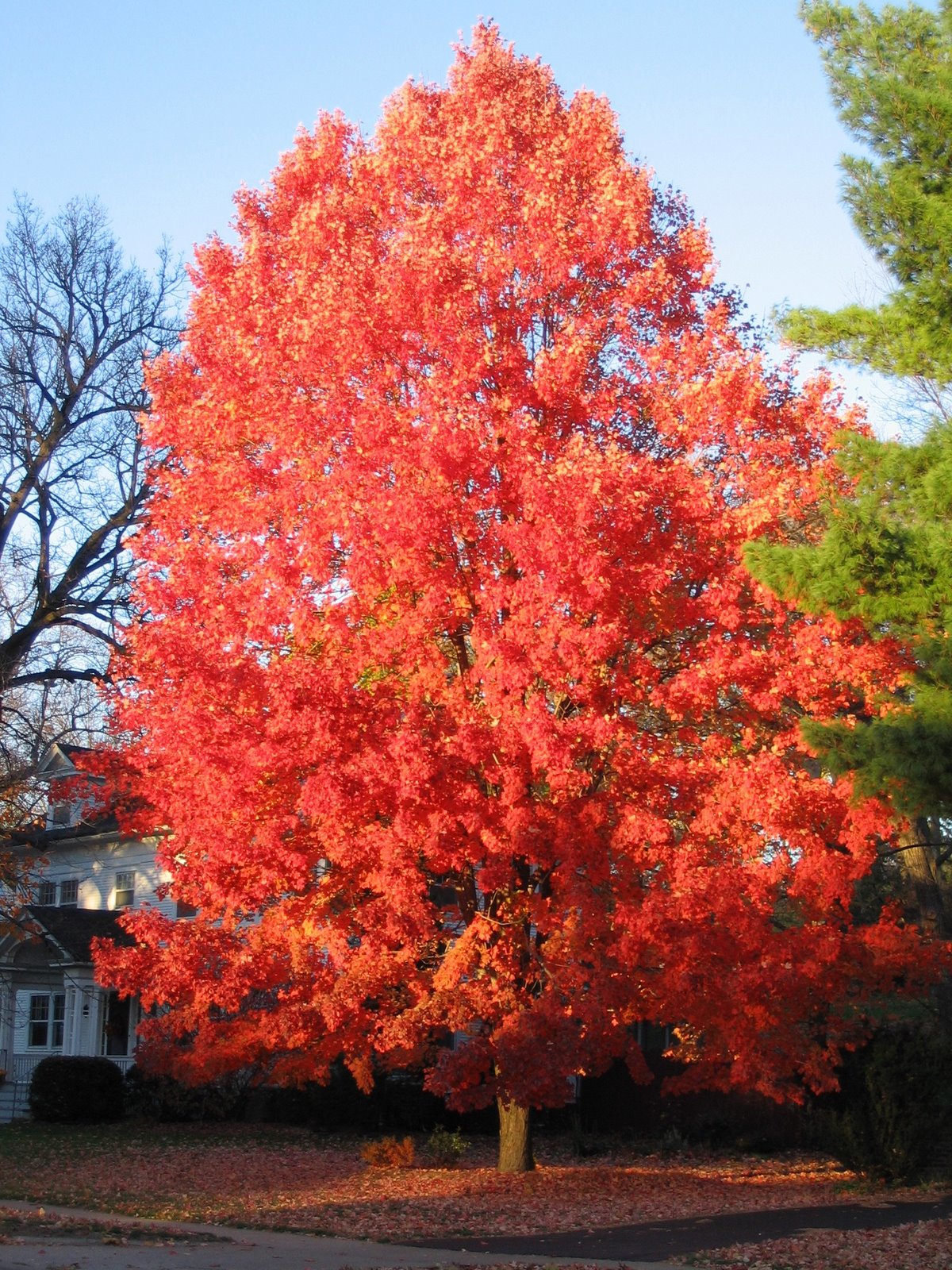 [fall_tree.JPG]