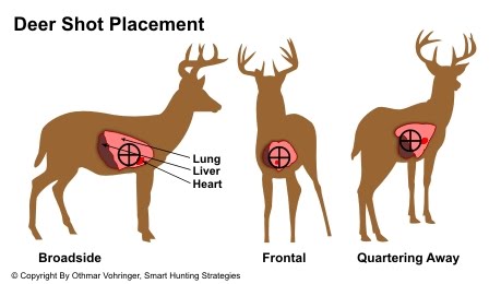 Deer Organs Chart