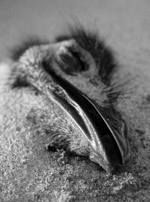 Dead Emu