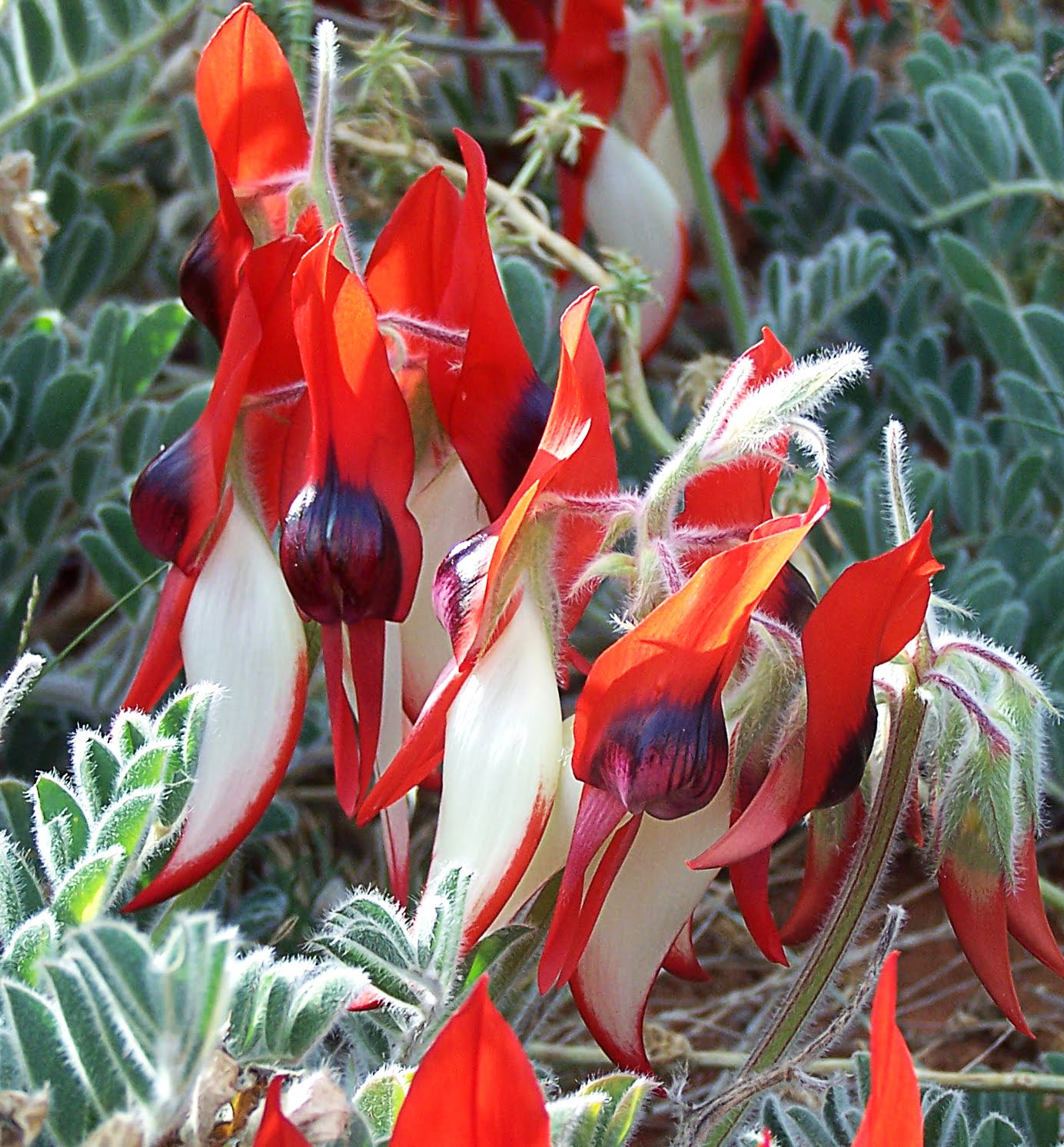 Sturt Pea