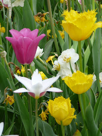 Dans les champs de tulipes