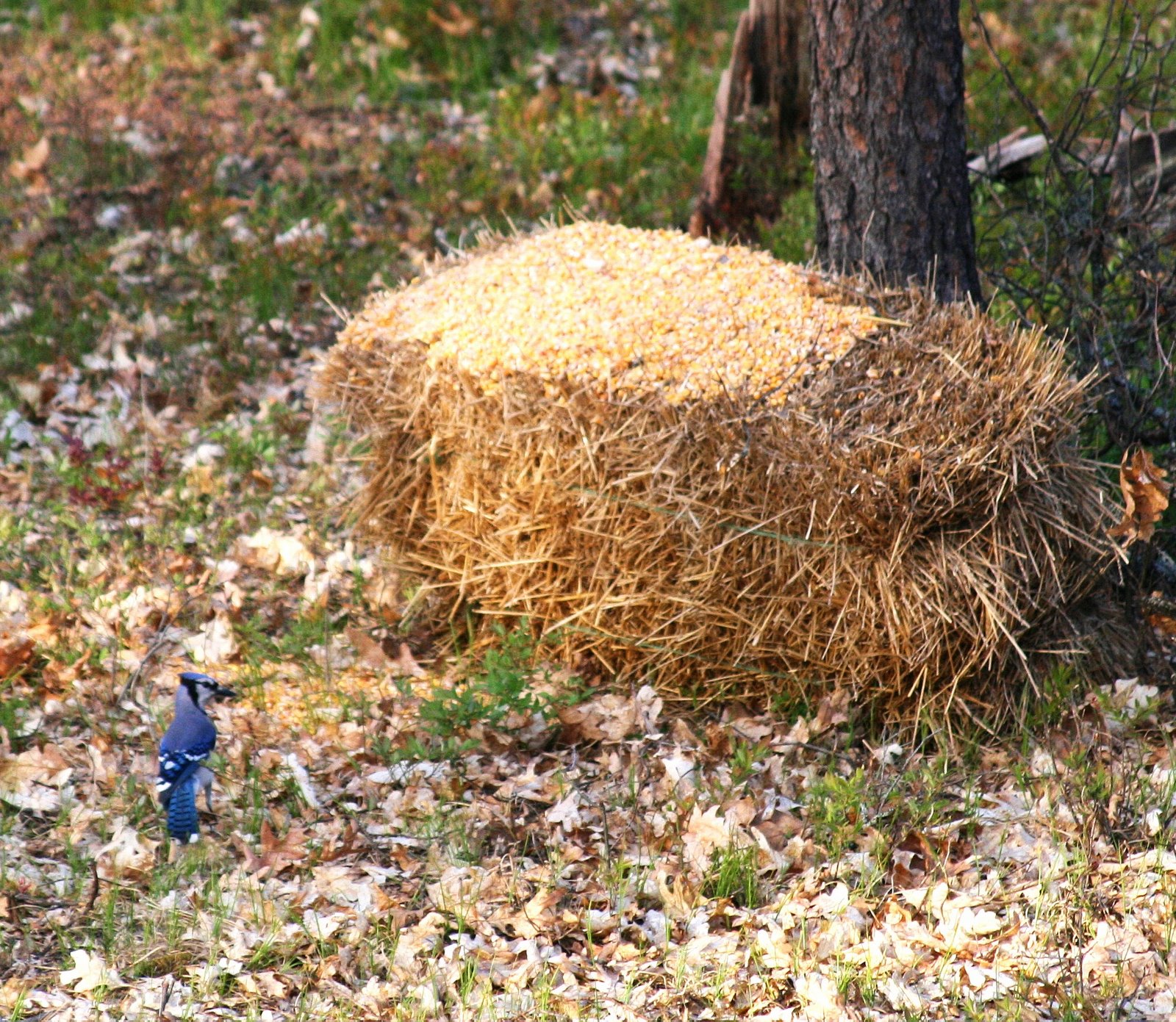 [bjay+with+haystack+(2).JPG]