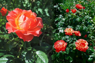Роза оранжево-огненная - сорт фламенко
