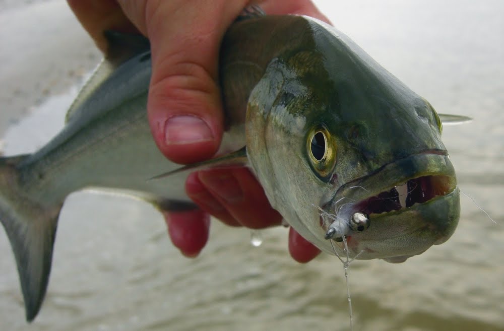 Fish Eat Flies Jacksonville Florida Fishing Blues