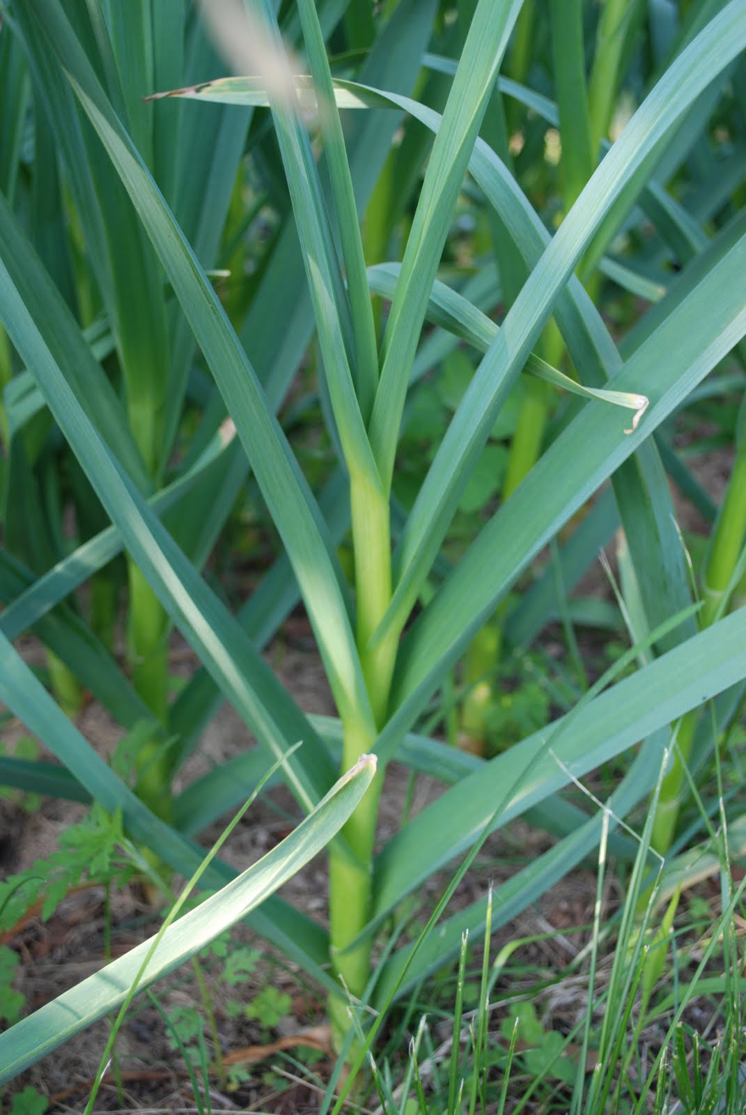 dreams and bones Garlic from head to toe