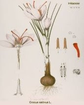 Botanique:     "  Crocus Sativus   "