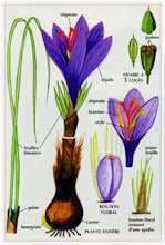 Crocus Sativus  botanique