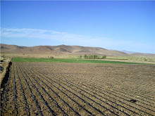 Dernier hectare planté en 2009