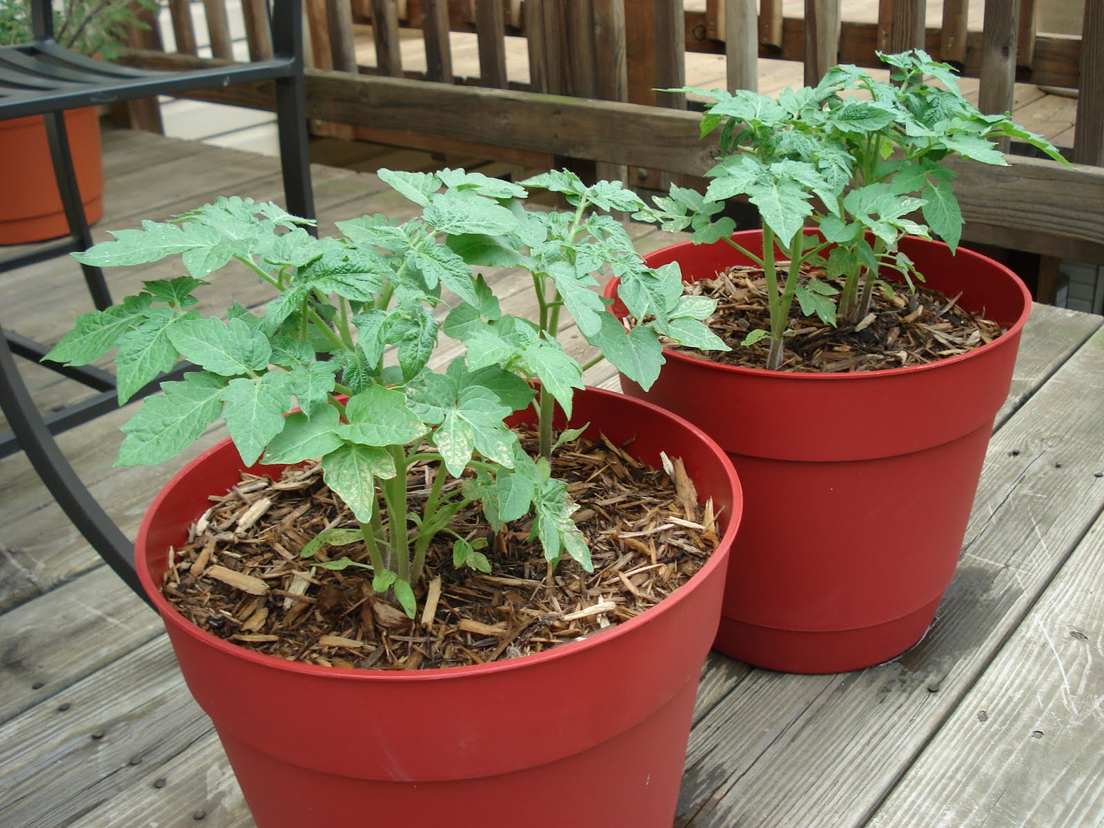 Bumble Lush Garden Tomato Plant Progress