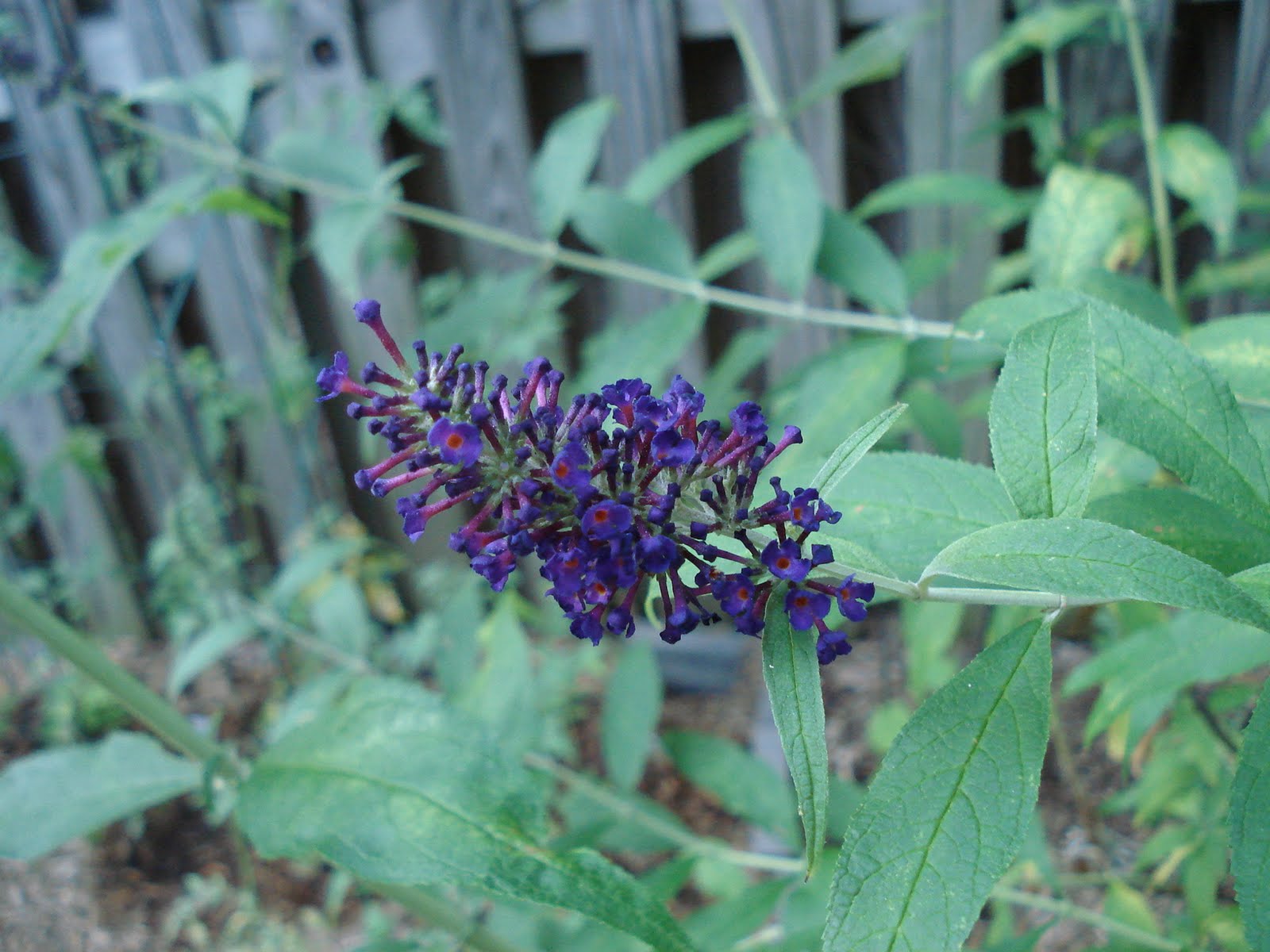 Bumble Lush Garden Butterfly Bush and Beans in Bloom