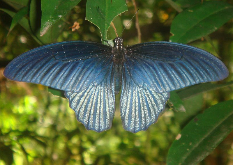 [8_Blue_Butterfly.jpg]
