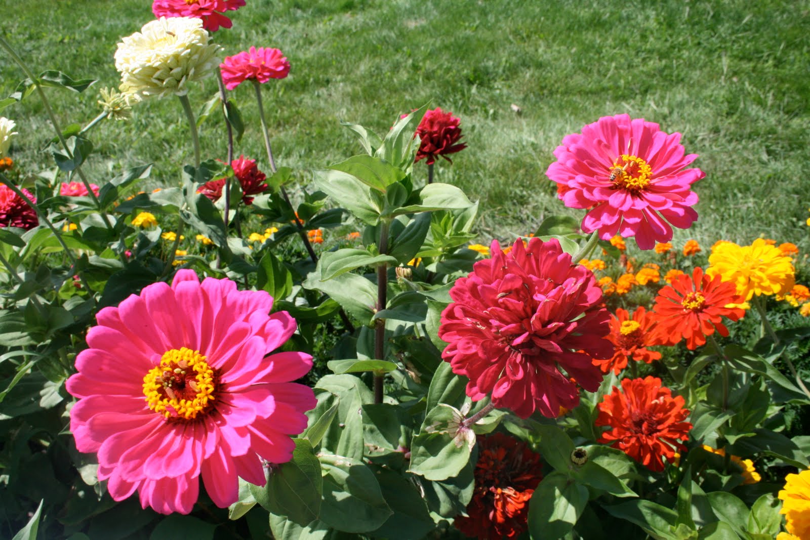 Chunky Monkeys Dairy FLowers
