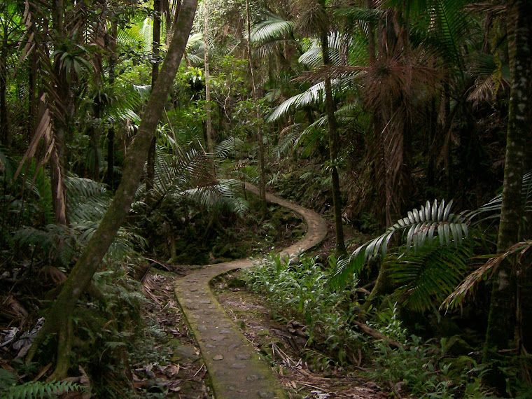 El Yunque National Rain Forest, PR