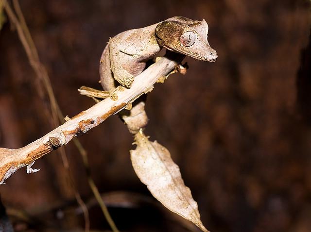 satanic leaf tailed gecko. Satanic+leaf+tailed+gecko