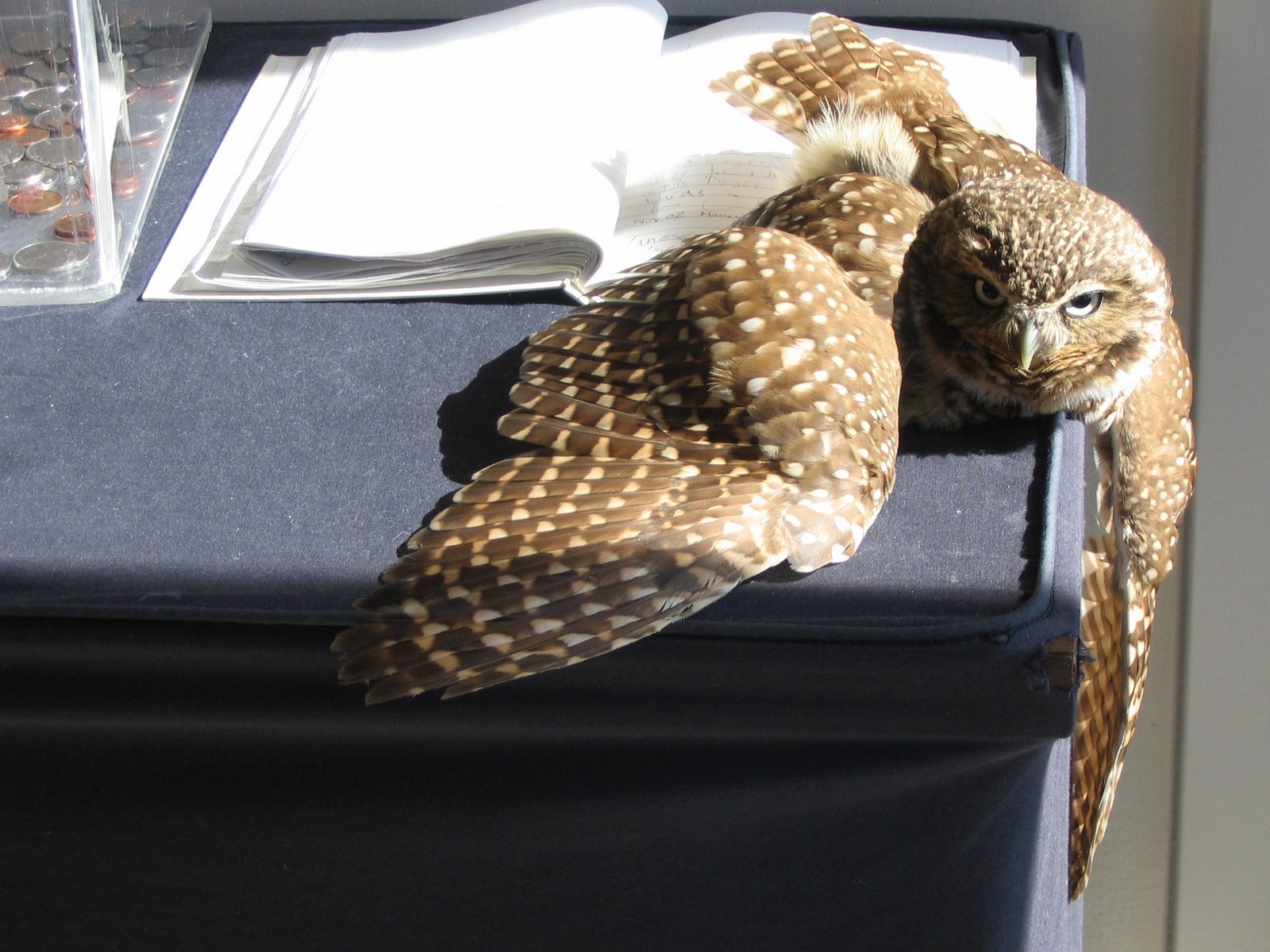 [Owl.jpg]