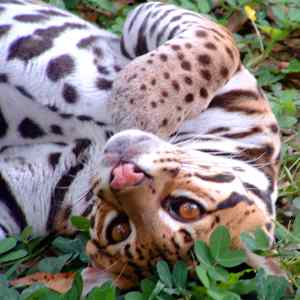 [ocelot.jpg]