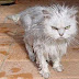 How to Wash a Cat