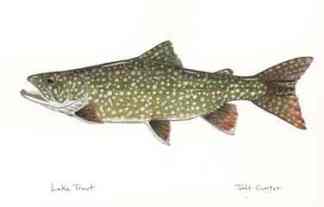 [Copy+of+Lake+Trout.jpg]