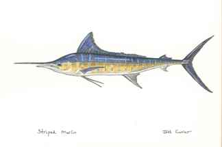 [Copy+of+Striped+Marlin.jpg]