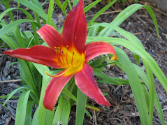 My Grandmother's Favorite Flower, Daylily