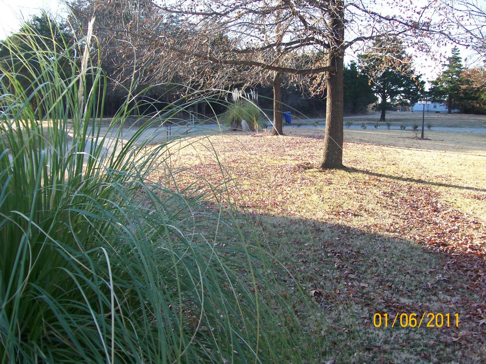 Amateur Gardener Cutting Down Pampas Grass
