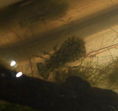 Dragonfly+larvae+photo