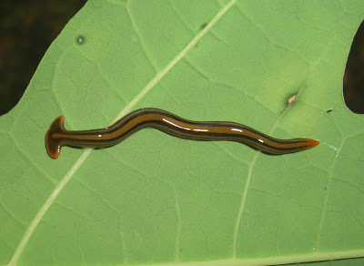 Hammer Head Worm
