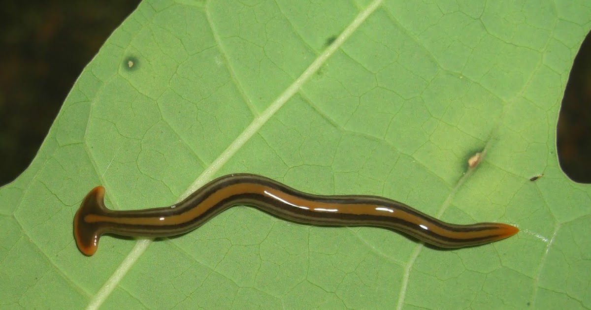 Photography & Me A Striped Hammerhead Worm