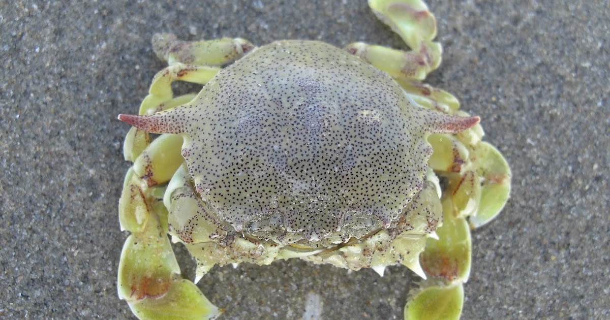 Photography & Me The Sandy Yellow Crabs