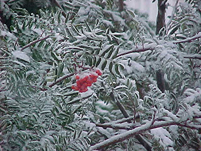 berries in snow