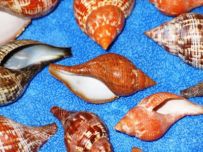 Close up of true tulip sea shells found on Sanibel Island.