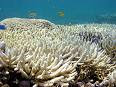 A bleached reef...