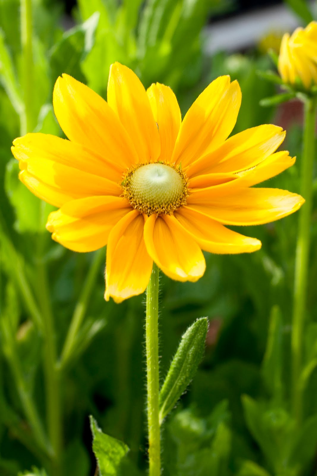 Wild Carrot Farm Blog USDA Certified Organic Flower Bouquets