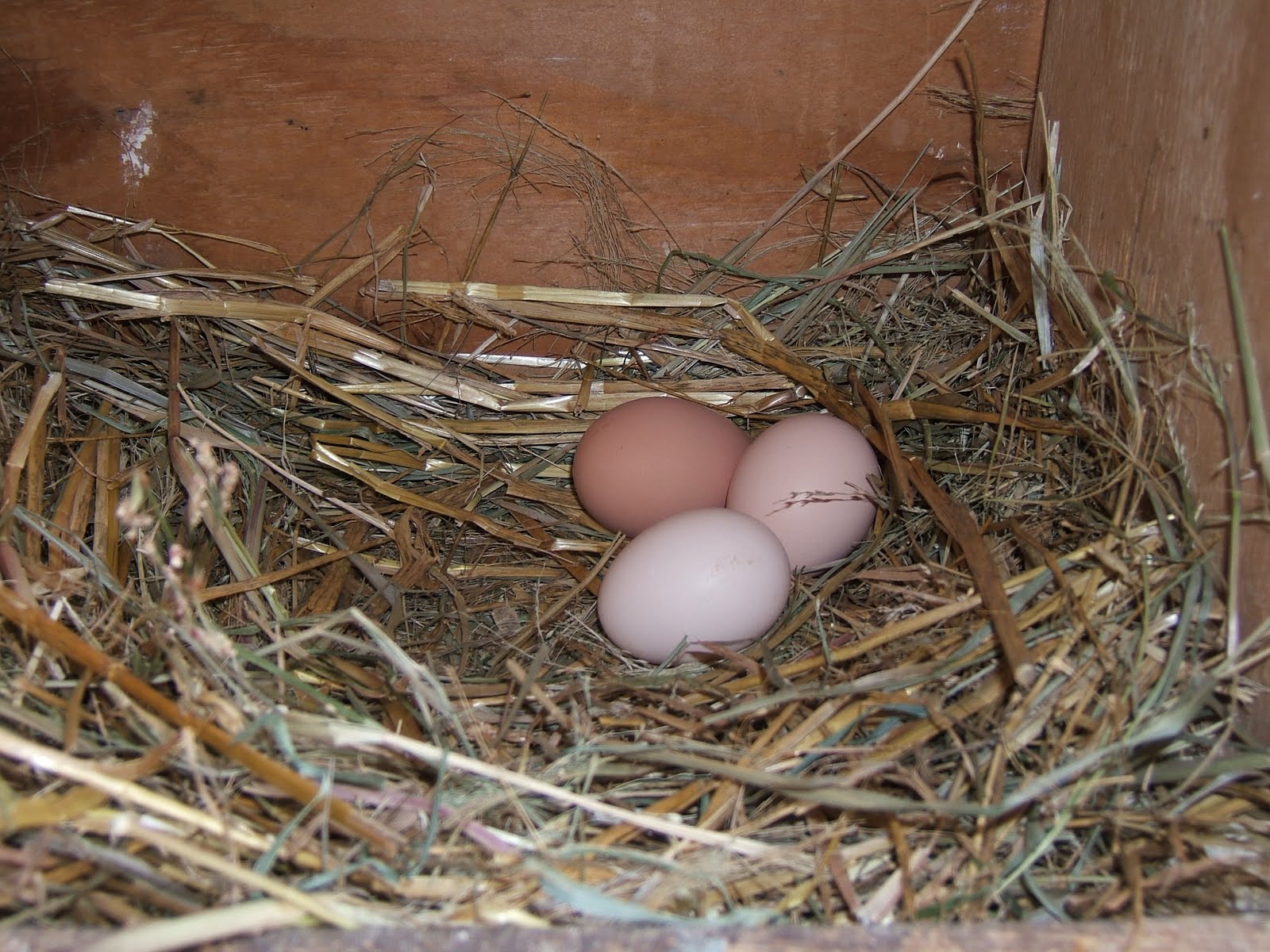 Q & A Can someone make a hen go broody? Community Chickens