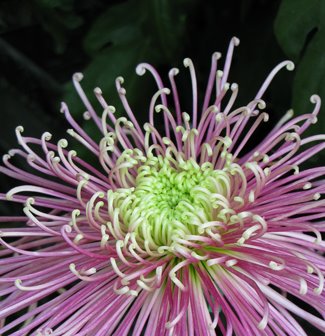 [chrysanthemum11web.jpg]